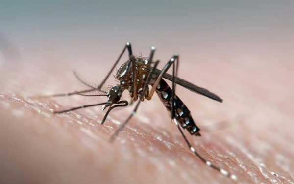 First sexually transmitted dengue case confirmed in Spain 