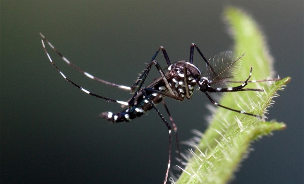 Second case of locally acquired Zika virus disease in Hyères, France - EDCD data 