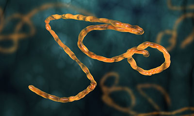 Ebola virus situation