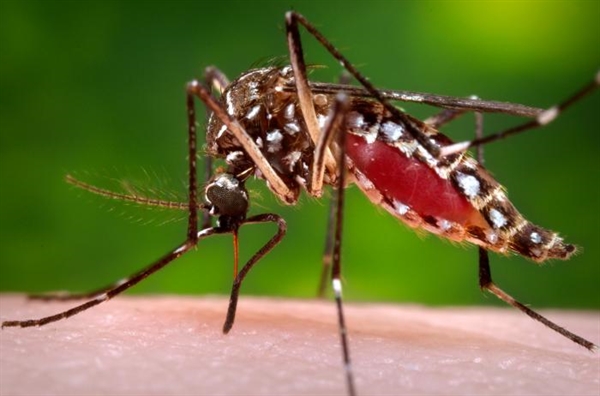 Activities of PREPARE related to Zika virus